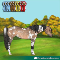 Horse Color:White Spotted Brown Dun Rabicano 