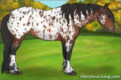 Horse Color:Bay Appaloosa  and Bay Appaloosa 