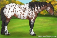 Horse Color:Bay Appaloosa  and Bay Appaloosa 