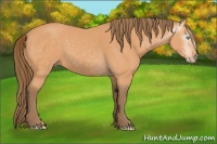 Horse Color:Gray Perlino 