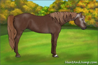 Horse Color:Gray Chestnut 