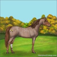 Horse Color:Red Roan 