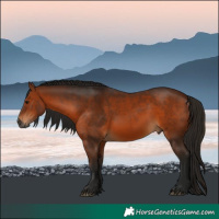Horse Color:Gray Bay 