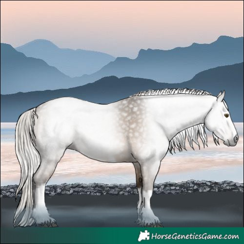Horse Color:Gray White Spotted Silver Bay Dun