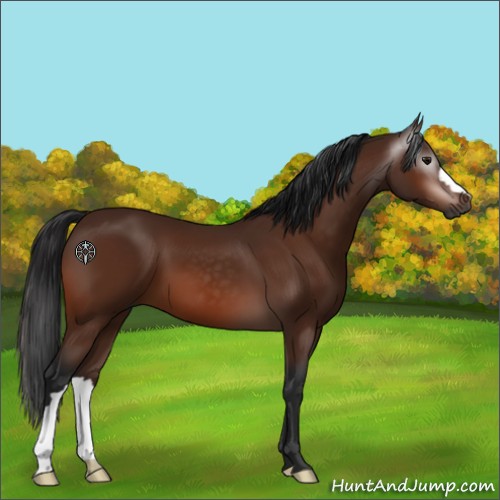 Horse Color:Gray Bay 