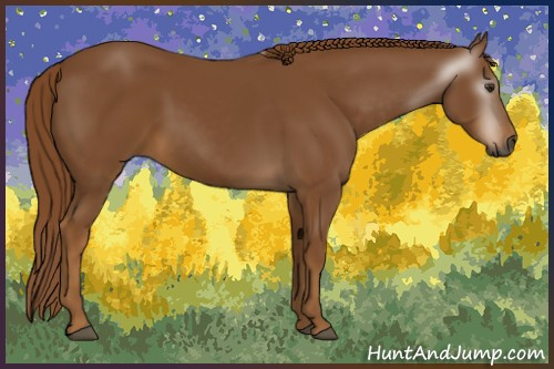 Horse Color:Gray Chestnut