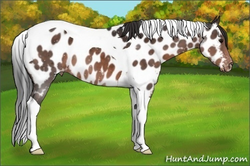 Horse Color:Brown Tobiano Near Leopard