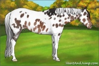 Horse Color:Brown Tobiano Appaloosa