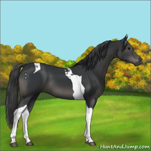 Horse Color:Black Tobiano
