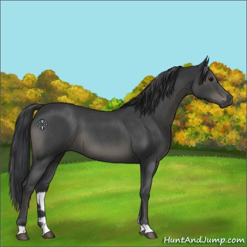 Horse Color:Blue Roan 