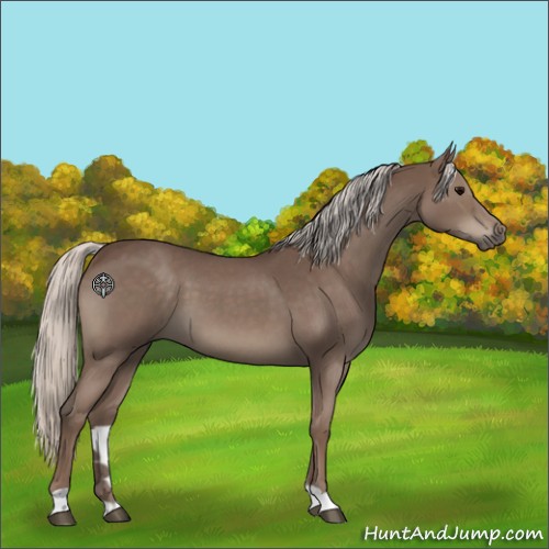 Horse Color:Silver Blue Roan