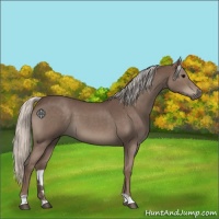 Horse Color:Silver Blue Roan 