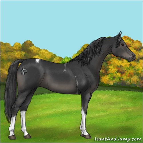Horse Color:Black Tobiano