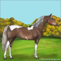Horse Color:Silver Black Tobiano