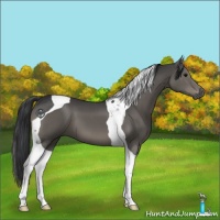 Horse Color:Black Tobiano 