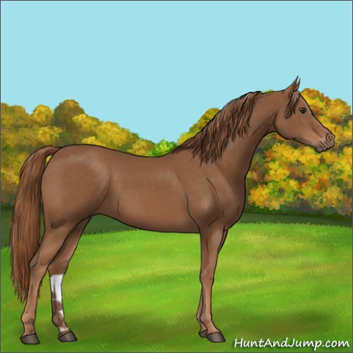 Horse Color:Chestnut 
