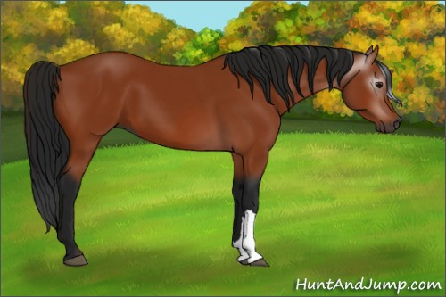 Horse Color:Gray Bay 