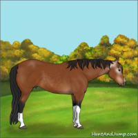 Horse Color:Gray Bay 