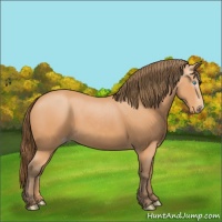 Horse Color:Gray Perlino 