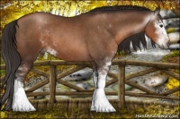 Horse Color:Gray Brown Pearl Sabino 