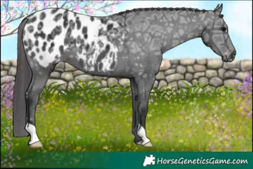 Horse Color:Black Ice Appaloosa 