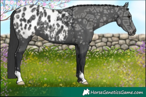 Horse Color:Black Ice Blanket