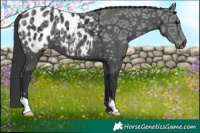 Horse Color:Black Ice Blanket