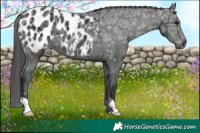 Horse Color:Black Ice Appaloosa