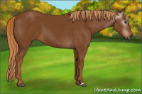 Horse Color:Gray Chestnut