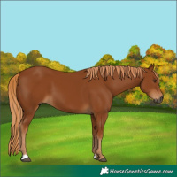 Horse Color:Gray Chestnut 