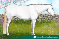 Horse Color:Chestnut Ice Appaloosa 