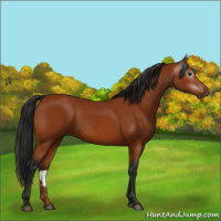 Horse Color:Gray Bay