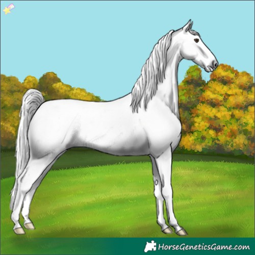 Horse Color:Gray Chestnut Sabino 