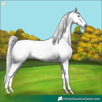 Horse Color:Gray Chestnut Sabino 