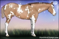 Horse Color:White Spotted Bay Pearl Splash