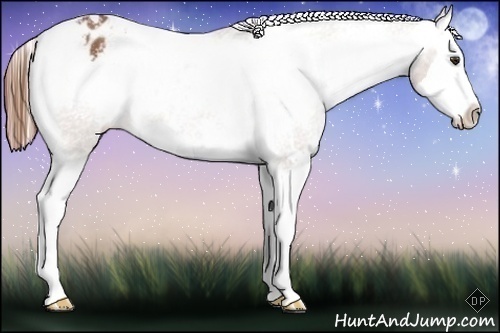 Horse Color:White Spotted Chestnut Splash Varnish Rabicano 