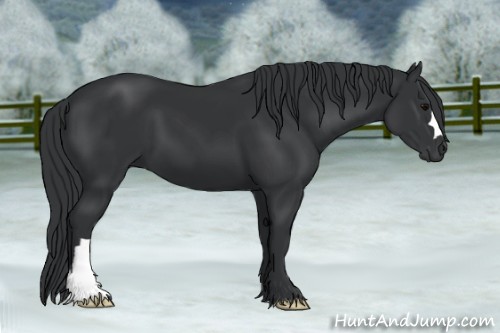 Horse Color:Black 