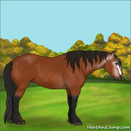 Horse Color:Gray Bay 