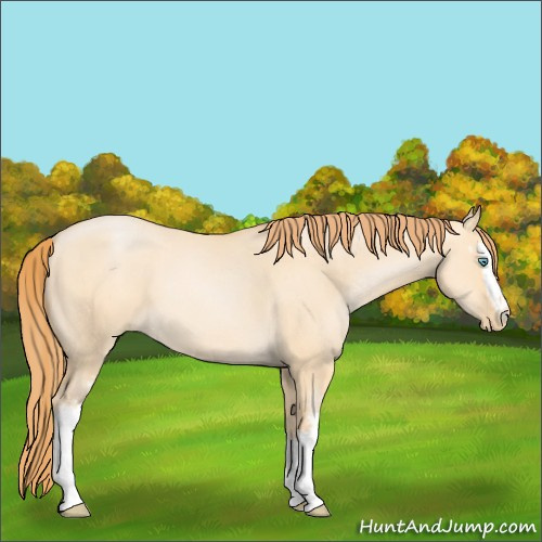 Horse Color:White Spotted Buckskin Pearl Dun 