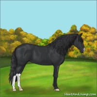 Horse Color:Black 