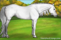 Horse Color:Gray Bay 