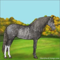 Horse Color:Liver Chestnut Ice Mushroom Rabicano 