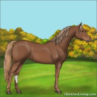 Horse Color:Chestnut 