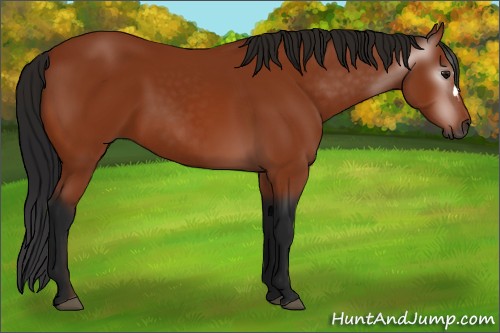 Horse Color:Gray Bay 