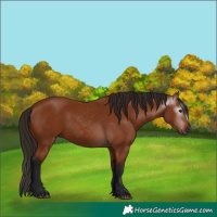 Horse Color:Gray Bay 