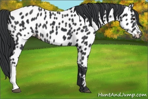 Horse Color:Black Near Leopard 