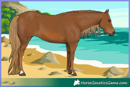 Horse Color:Gray Chestnut 