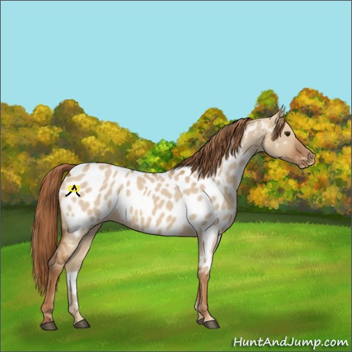 Horse Color:Red Dun Appaloosa 