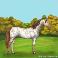 Horse Color:Red Dun Appaloosa 