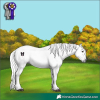 Horse Color:Gray Liver Red Roan Rabicano 